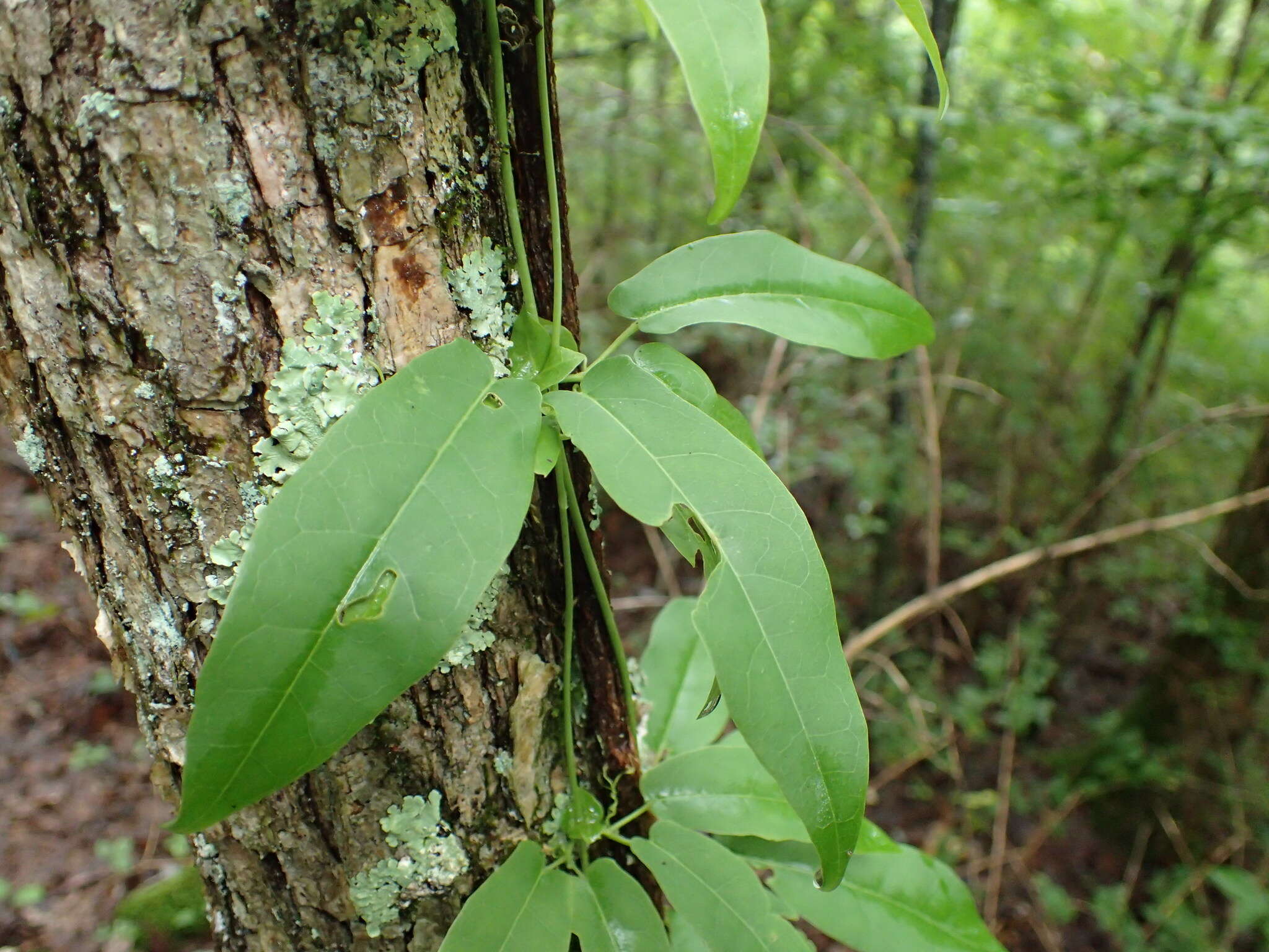 Image de Bignonia capreolata L.