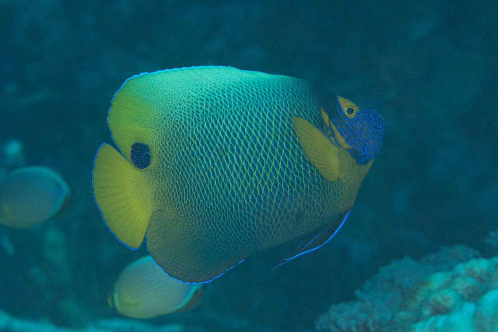 Image of Blue-face Angelfish