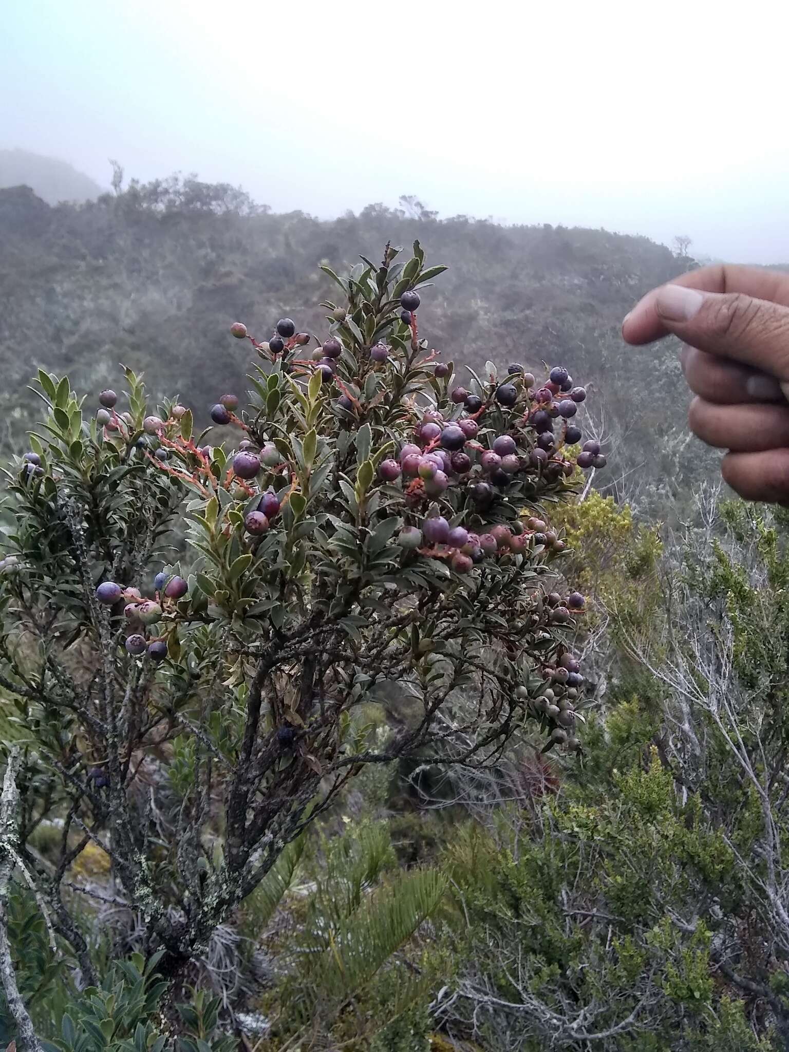 Image of Vaccinium meridionale Sw.