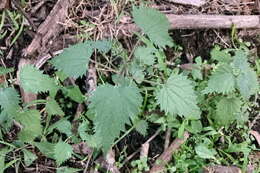 Image of Urtica incisa Poir.