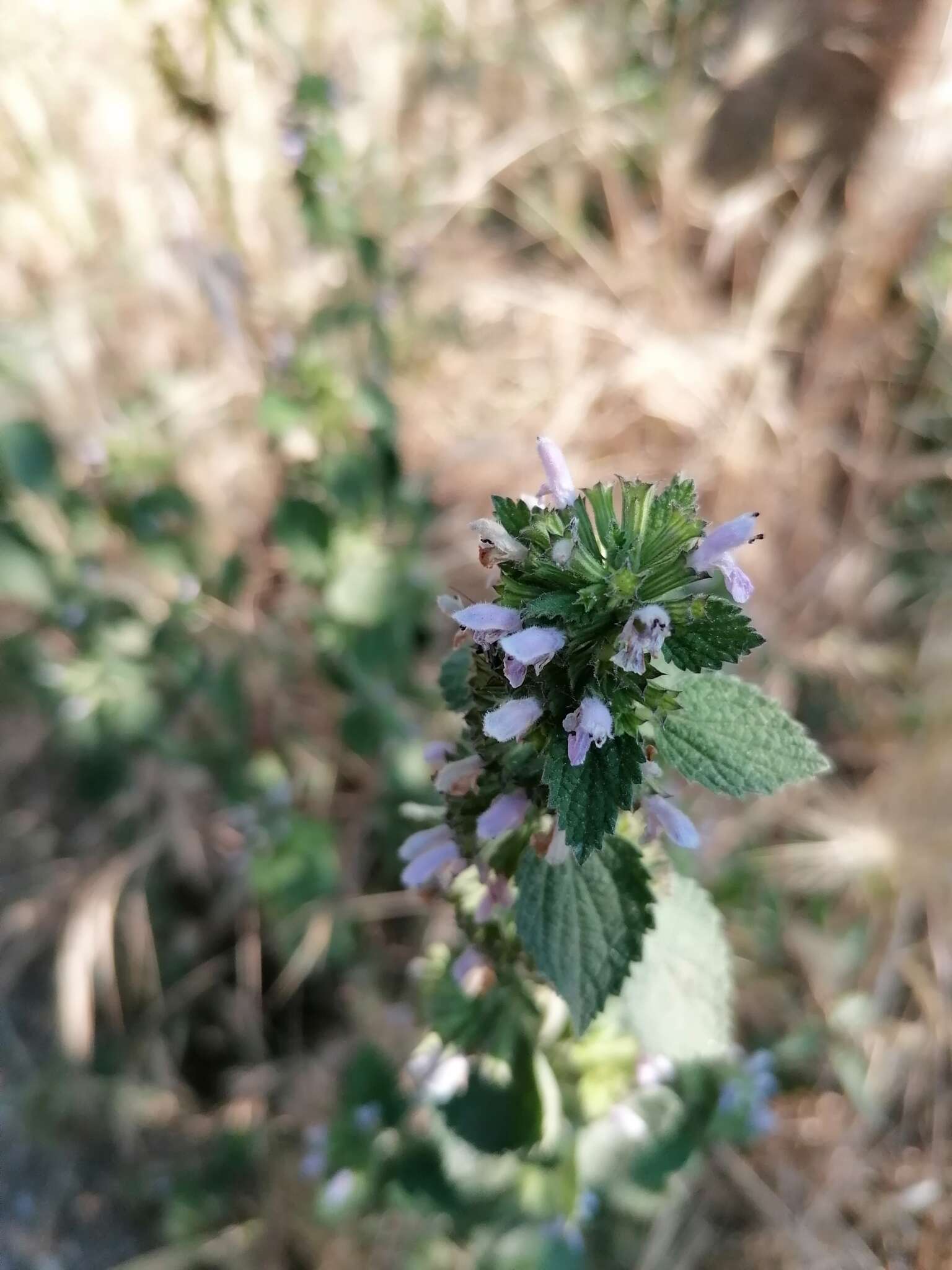 Ballota nigra subsp. foetida (Vis.) Hayek resmi