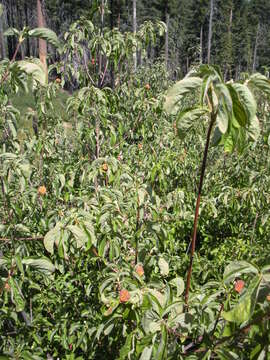 Image of Pacific dogwood