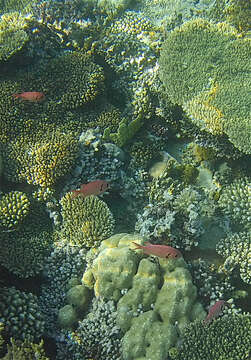 Image of Big-eye Soldierfish