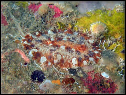 Image of Platydoris sabulosa Dorgan, Valdés & Gosliner 2002