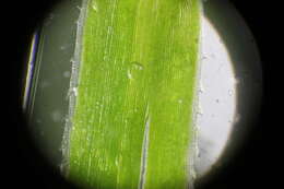 Image of <i>Polytrichum formosum</i>