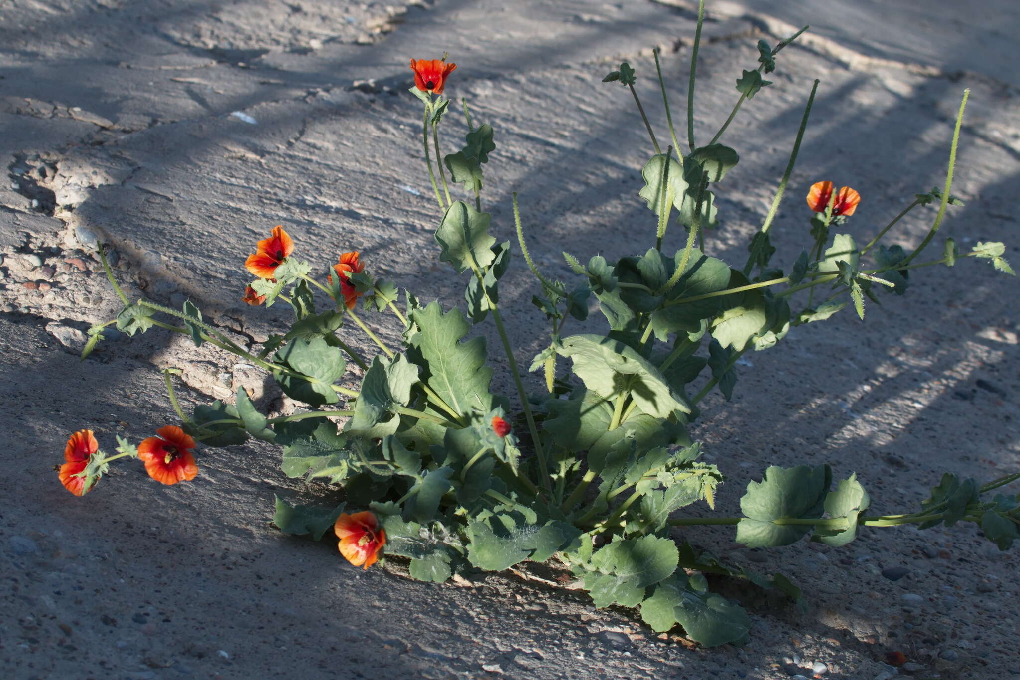 Image of Glaucium elegans Fisch. & C. A. Mey.