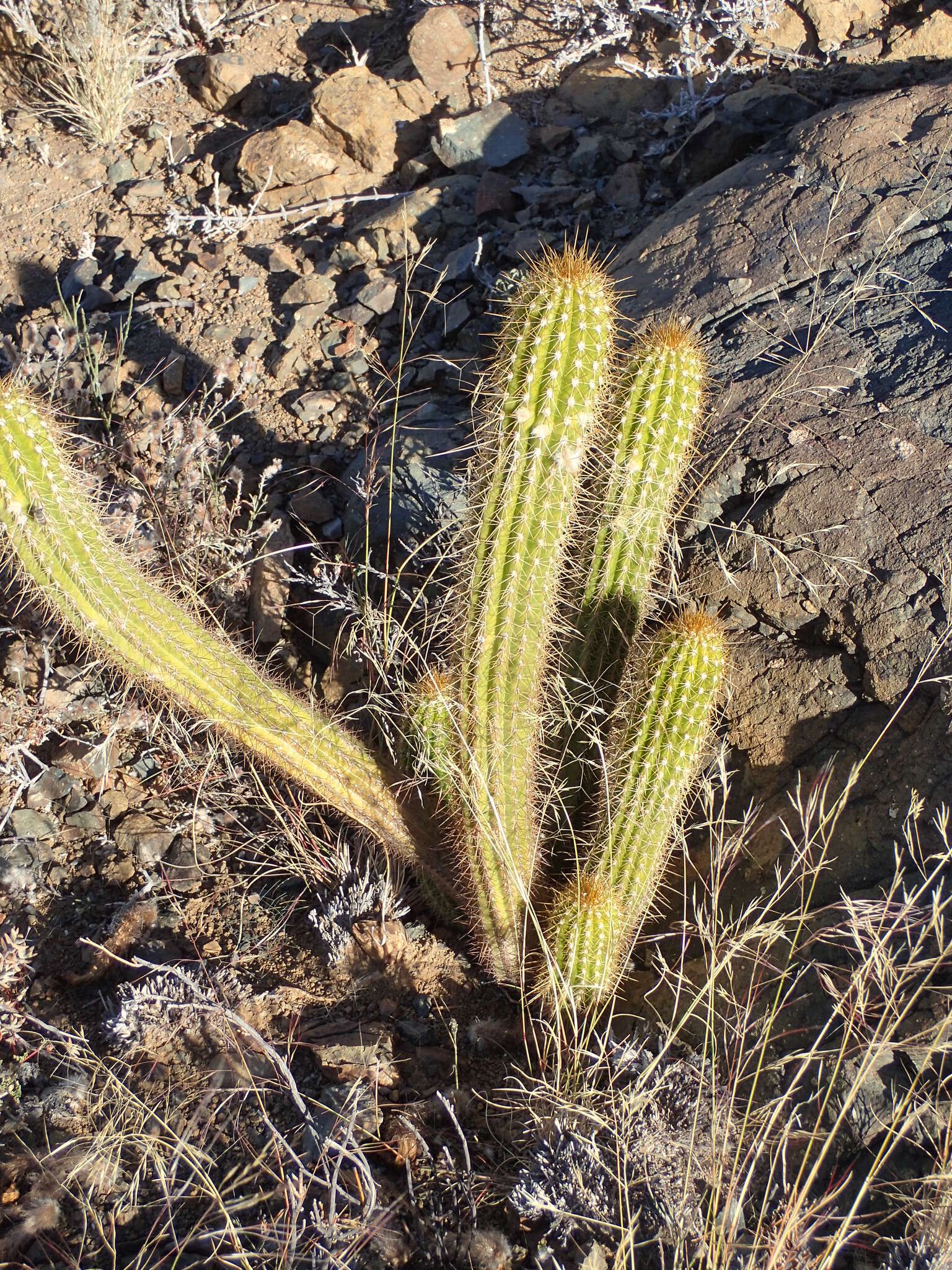 Plancia ëd <i>Trichocereus spachianus</i>