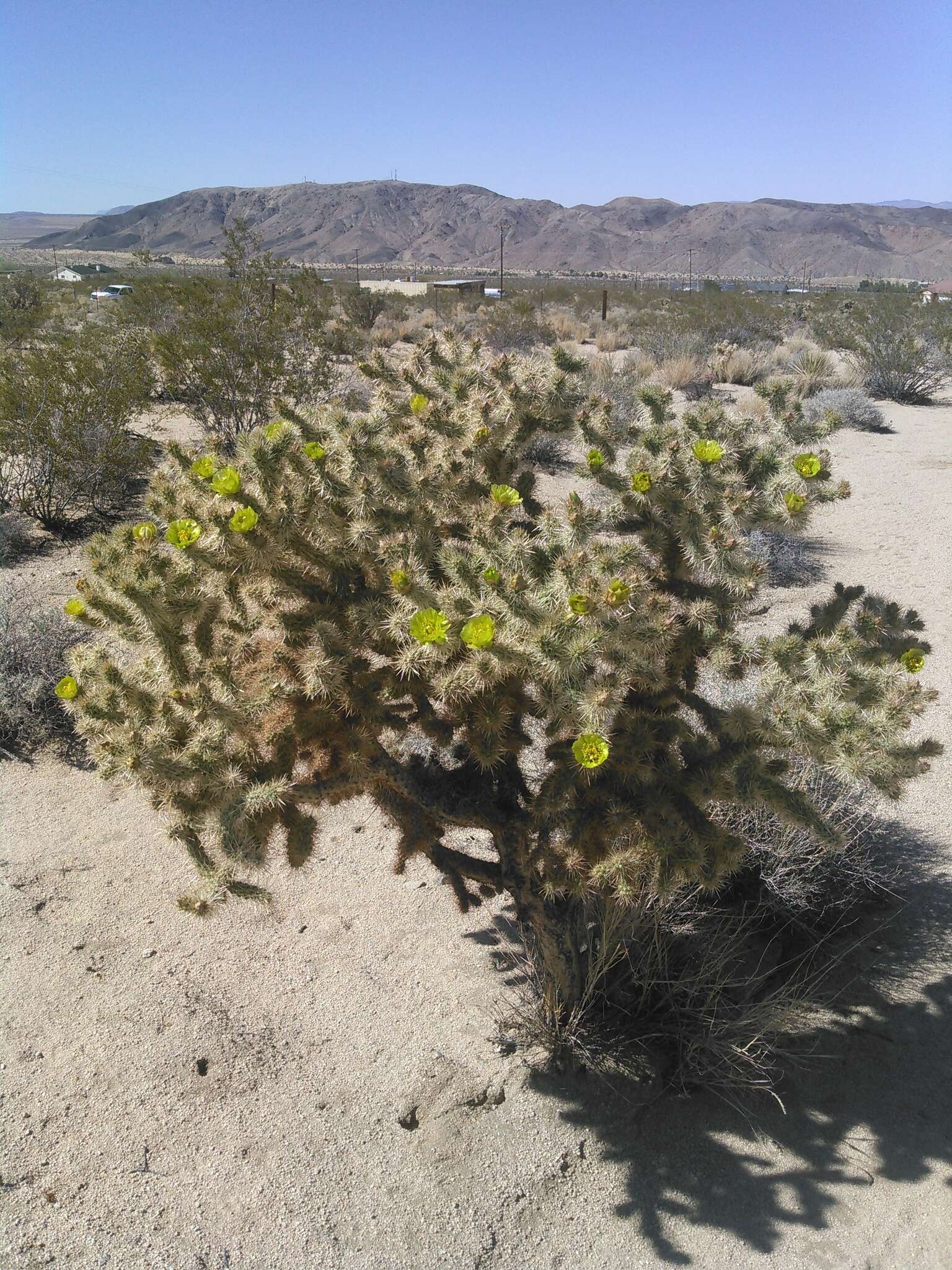 Image of Wiggins' cholla