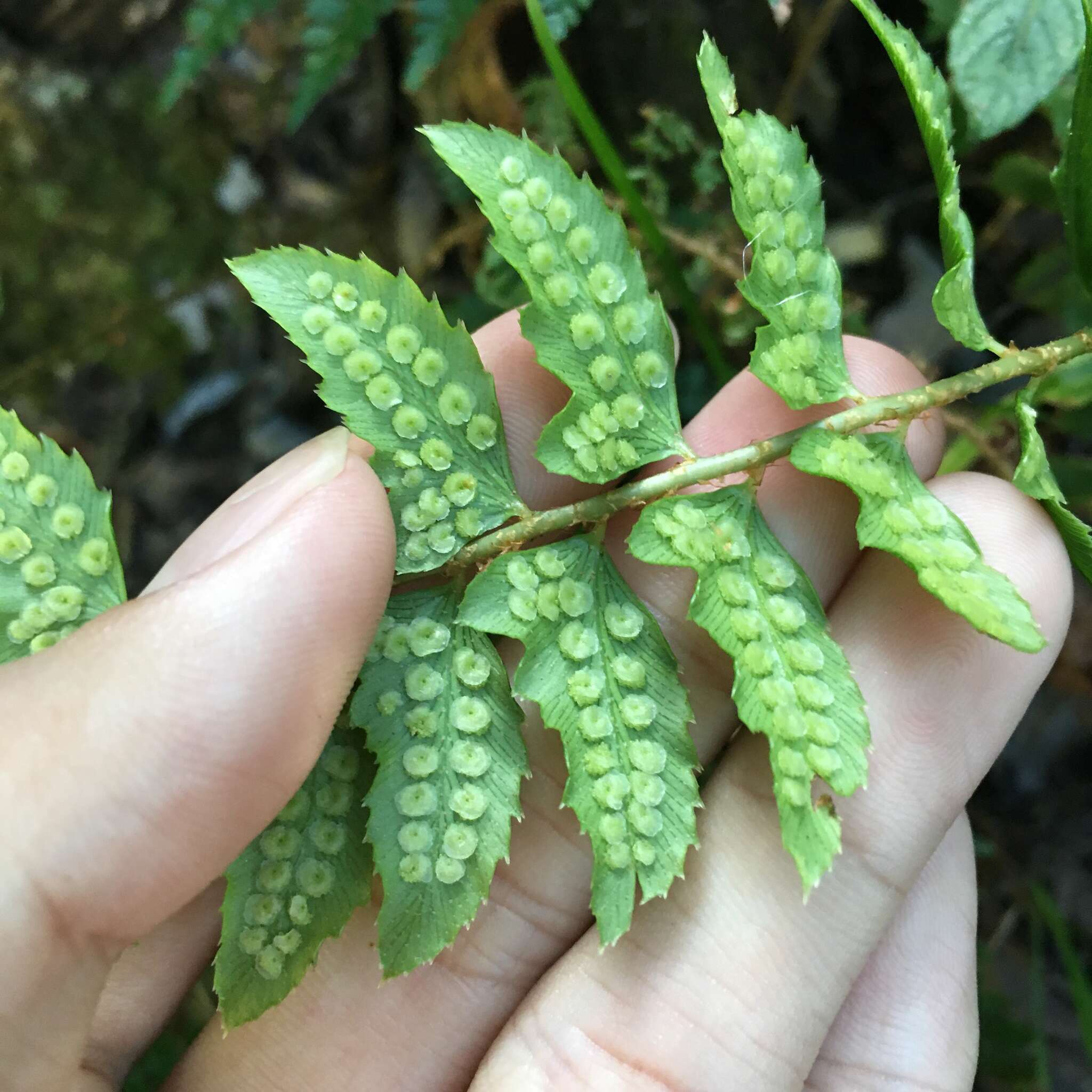 Polystichum nepalense (Spreng.) C. Chr. resmi