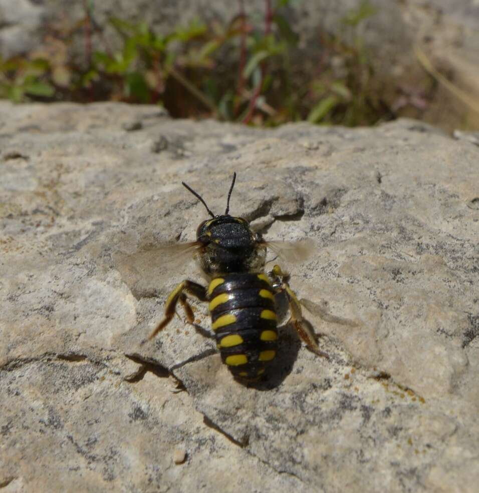 Image de Anthidium florentinum (Fabricius 1775)