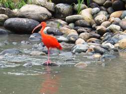 Image of Scarlet Ibis