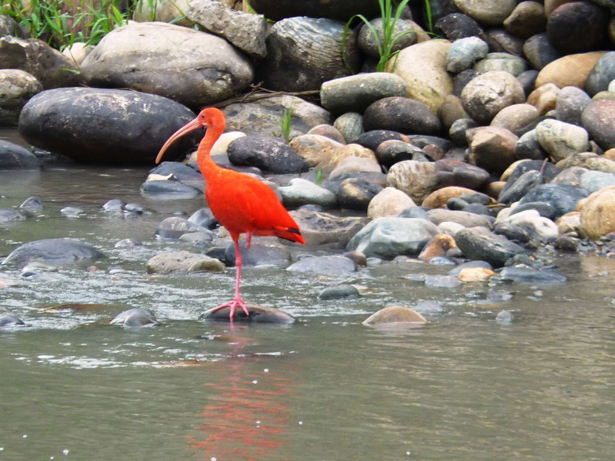 Image of Scarlet Ibis