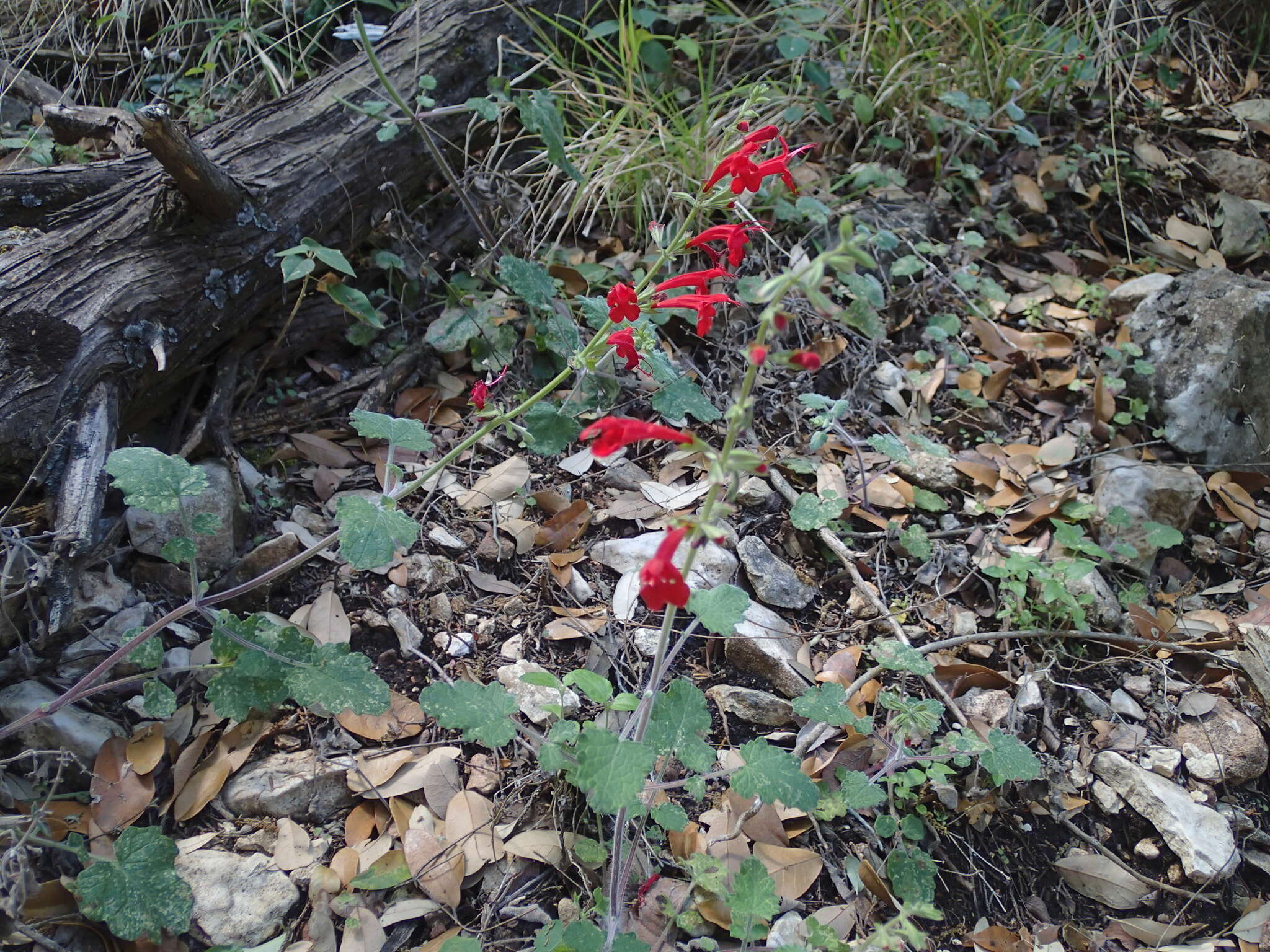 Sivun Salvia roemeriana Scheele kuva