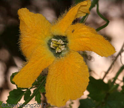 Image of bitter gourd