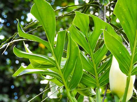 Image of Monstera dissecta (Schott) Croat & Grayum