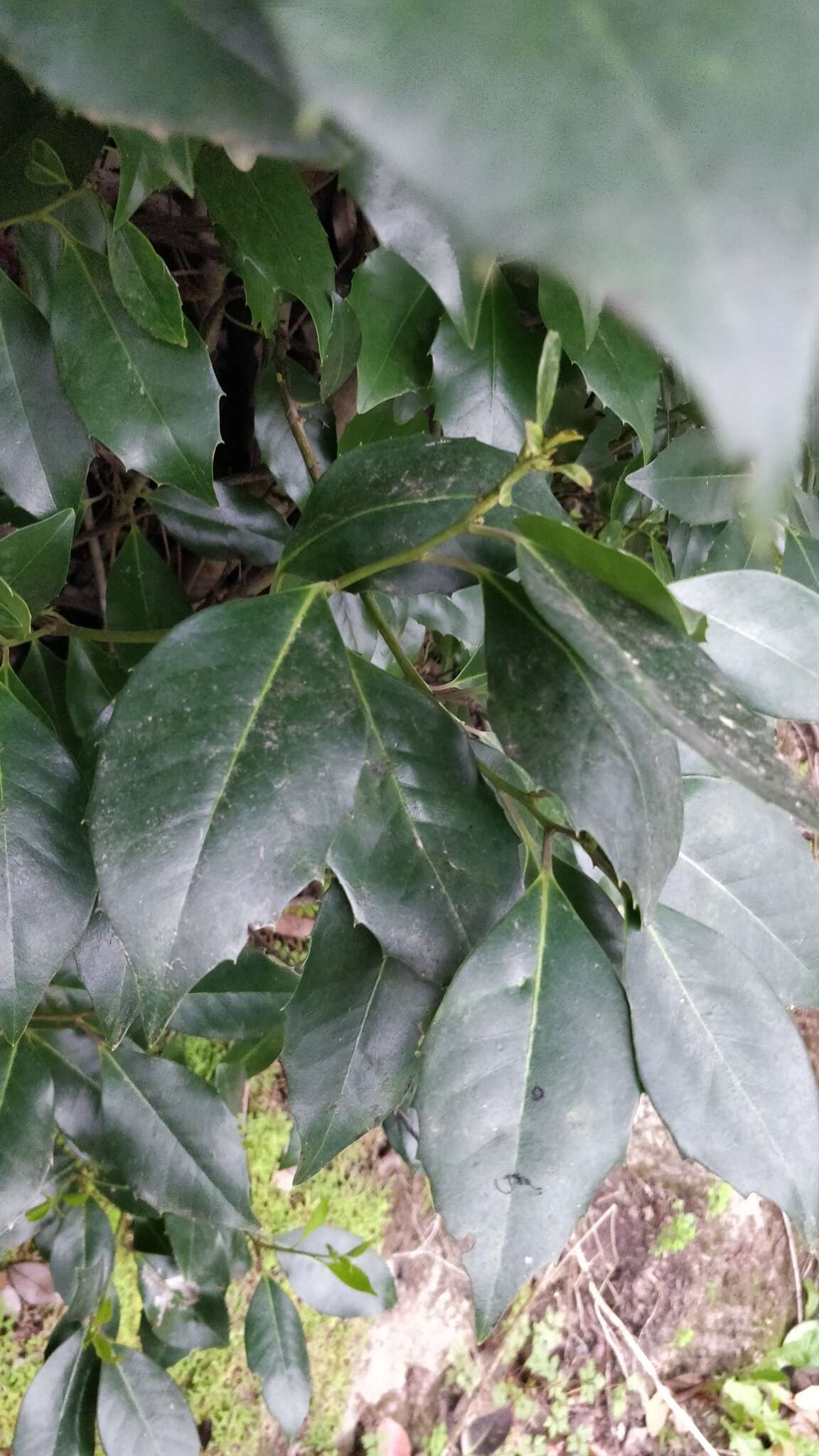 Image of Ilex canariensis subsp. azevinho (Sol. ex Lowe) G. Kunkel