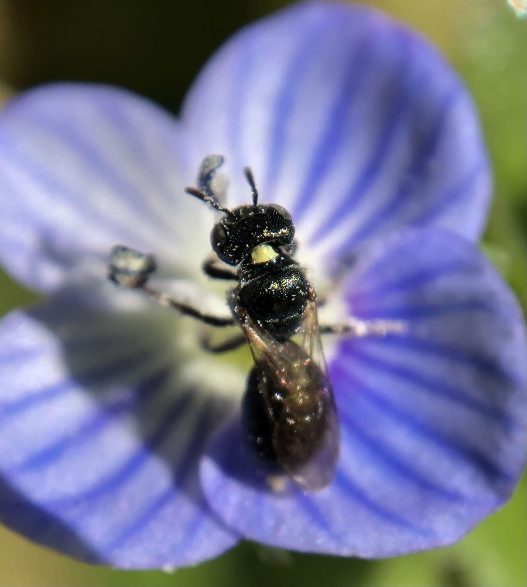 Image of Nimble Ceratina