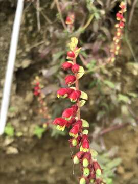 Image of Neobartsia inaequalis (Benth.) Uribe-Convers & Tank