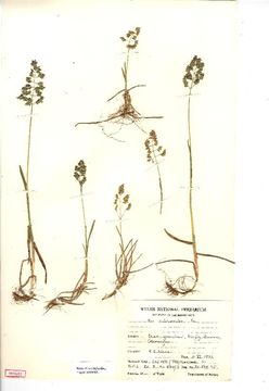 Image of anual bluegrass