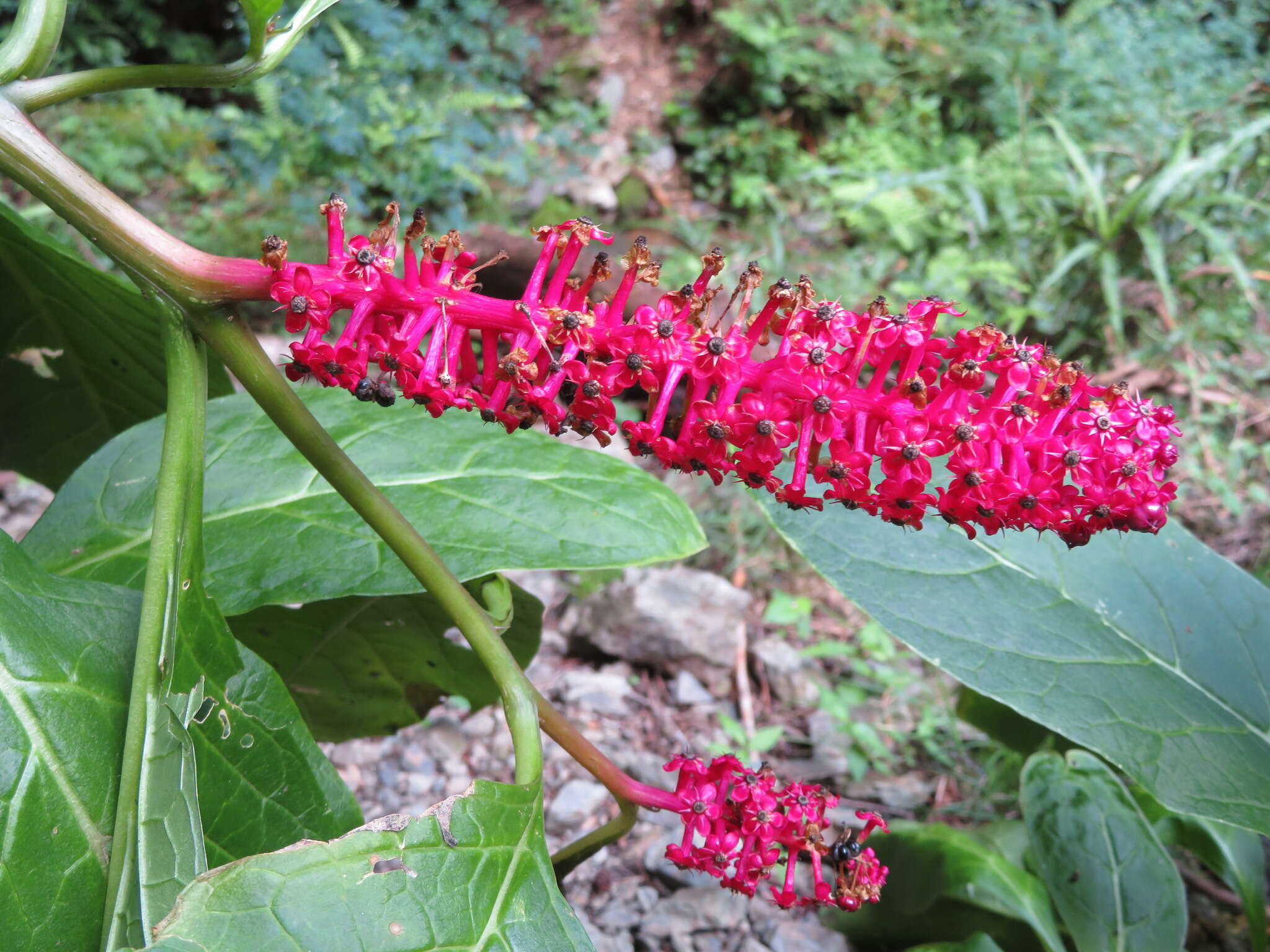 Image of Phytolacca japonica Makino