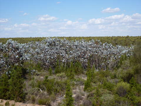 Image of Eucalyptus macrocarpa subsp. macrocarpa