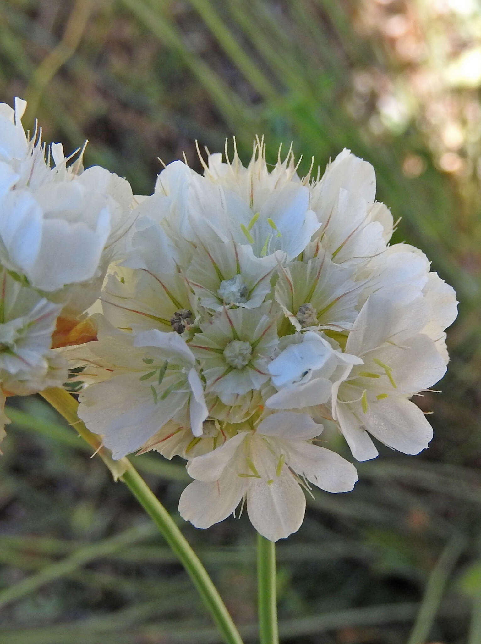 Image of Armeria canescens (Host) Boiss.