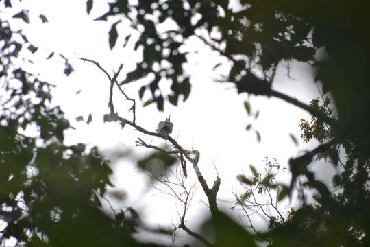 Image of Ornate Hawk-Eagle