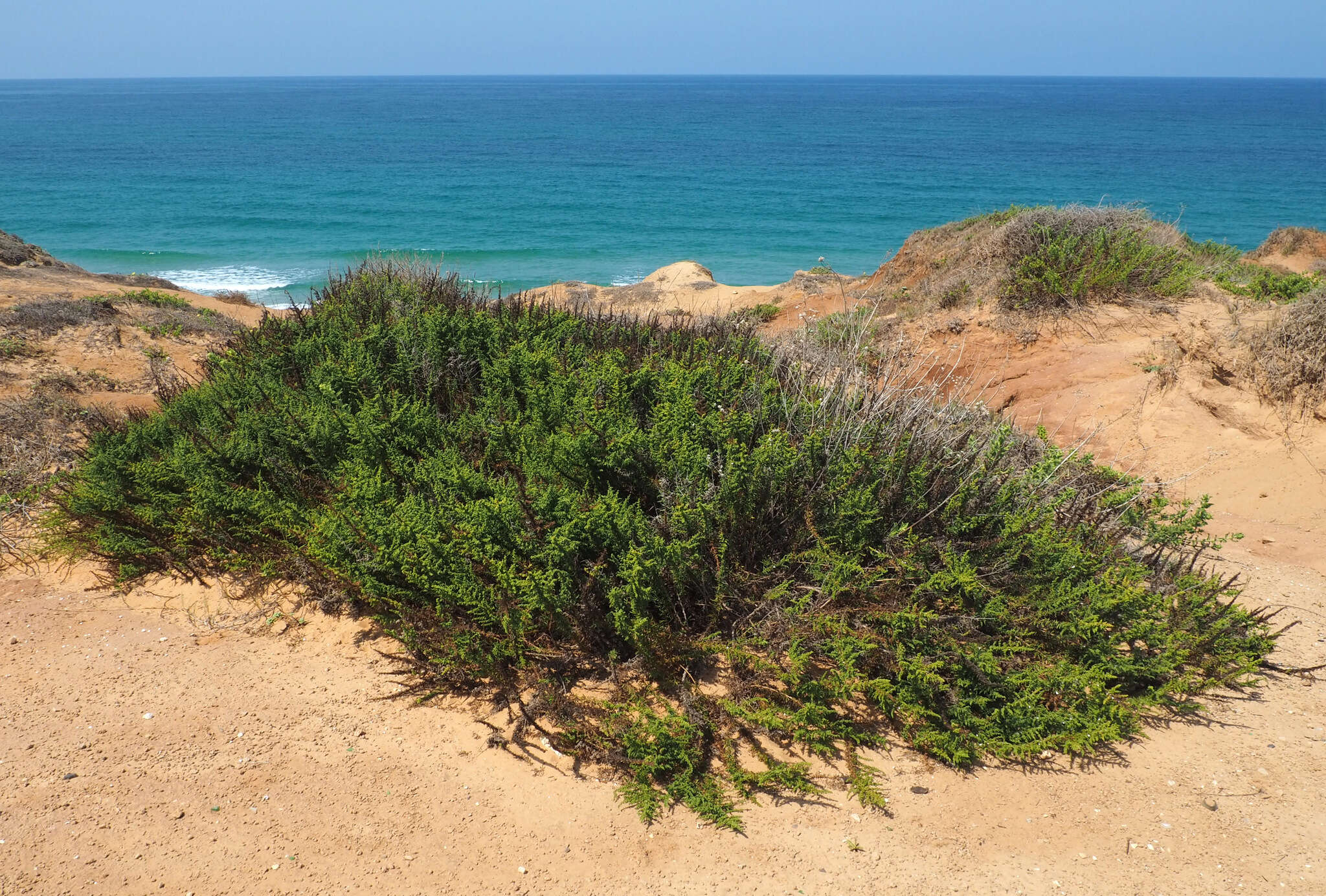 Image of Artemisia monosperma Del.