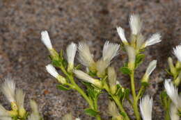 Image of Baccharis pilularis subsp. pilularis