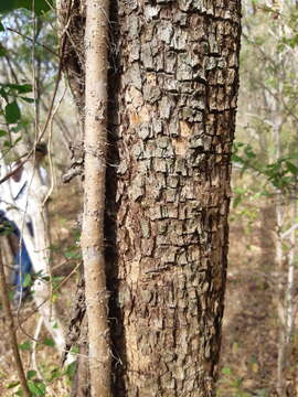 Image of Erythroxylum mexicanum Kunth