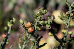 Image de Cylindropuntia kleiniae (DC.) F. M. Knuth