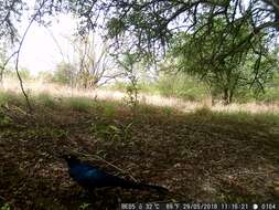 Image of Long-tailed Glossy Starling