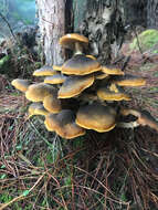 Image of Armillaria luteobubalina Watling & Kile 1978