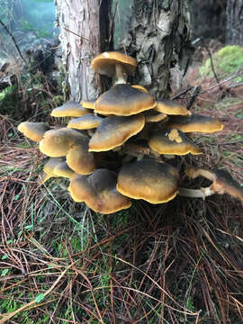 صورة Armillaria luteobubalina Watling & Kile 1978