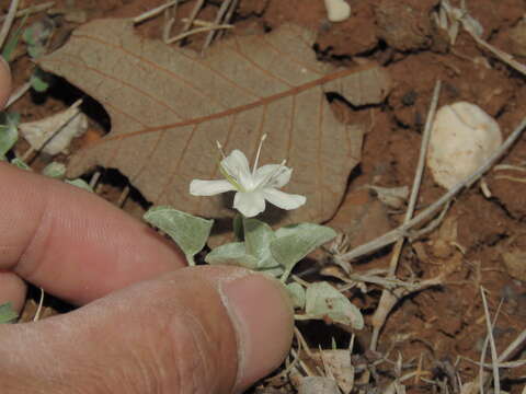 Image of Dichondra nivea (T. S. Brandegee) Tharp & M. C. Johnston