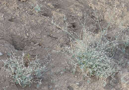 Image de Eriogonum vestitum Howell