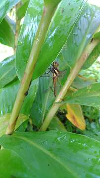 Image of <i>Sympetrum speciosum taiwanum</i> Asahina 1951