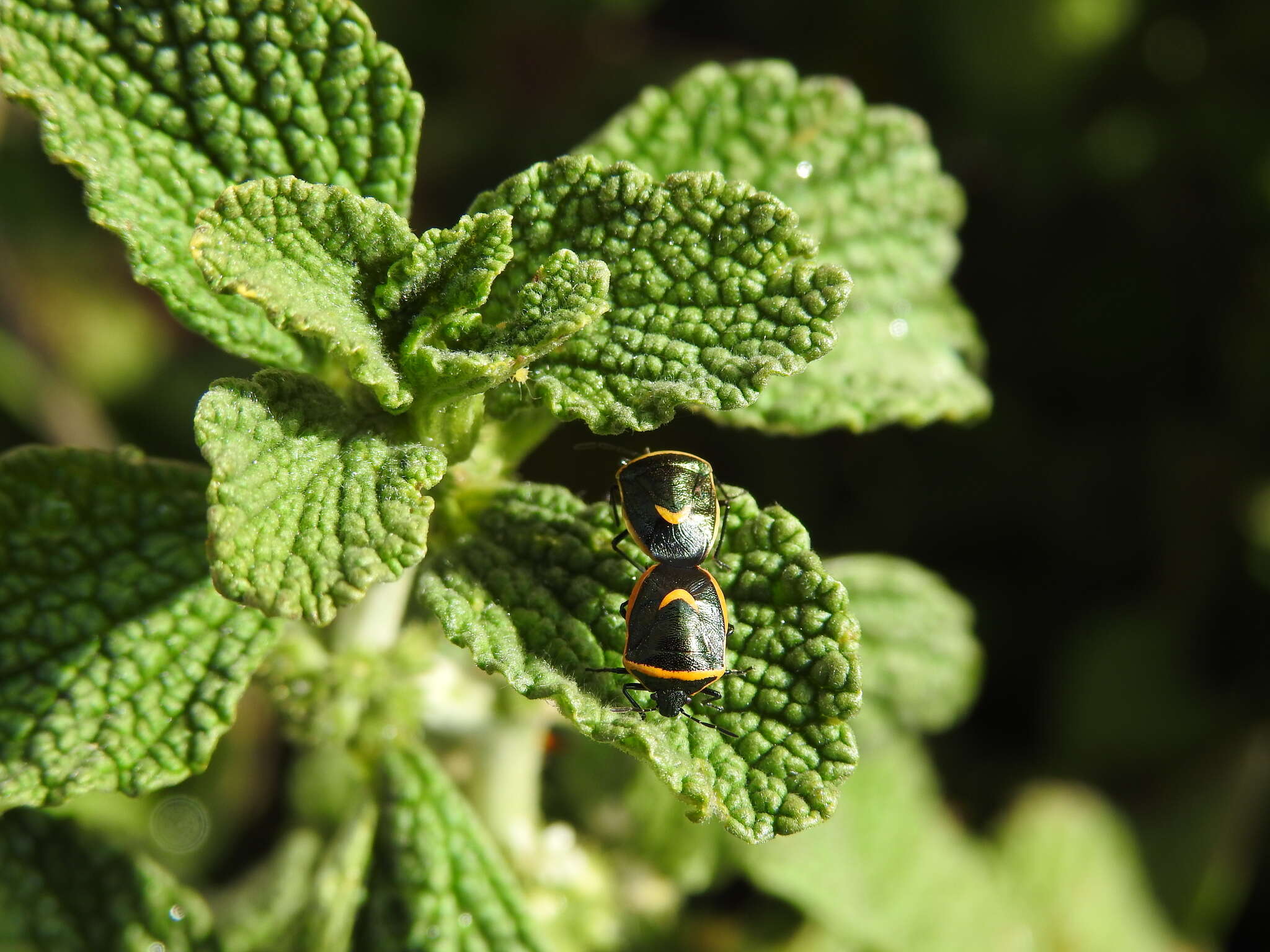 Image of Cosmopepla decorata (Hahn 1834)