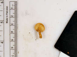 Image of Lactarius subserifluus Longyear 1902