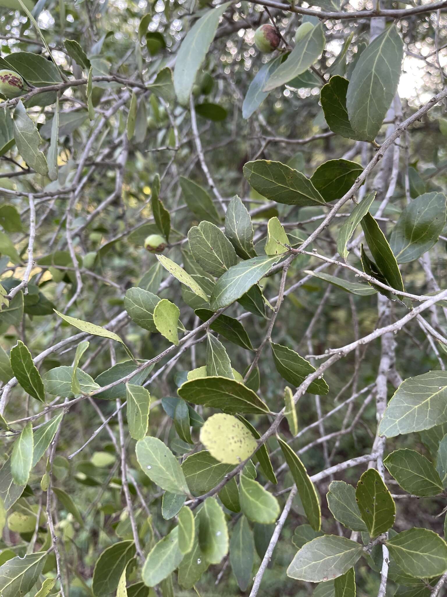 Image of Kooboo-berry