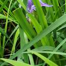 Image de Iris flexicaulis Small