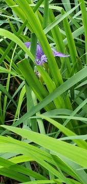 Imagem de Iris flexicaulis Small