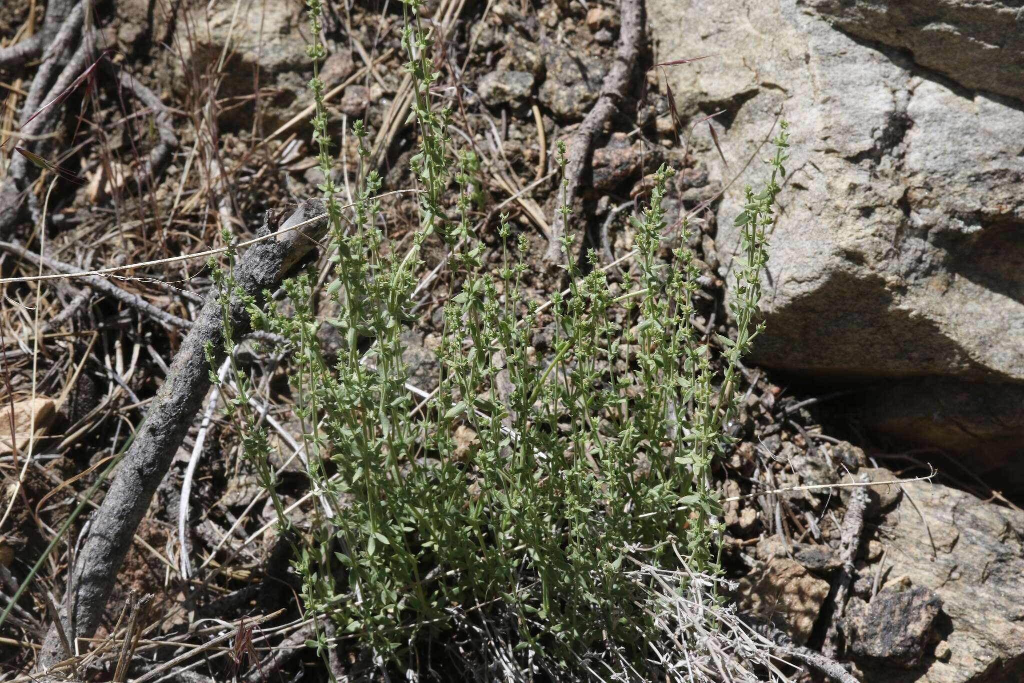 Sivun Galium parishii Hilend & J. T. Howell kuva