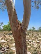 Plancia ëd Corymbia dichromophloia (F. Müll.) K. D. Hill & L. A. S. Johnson