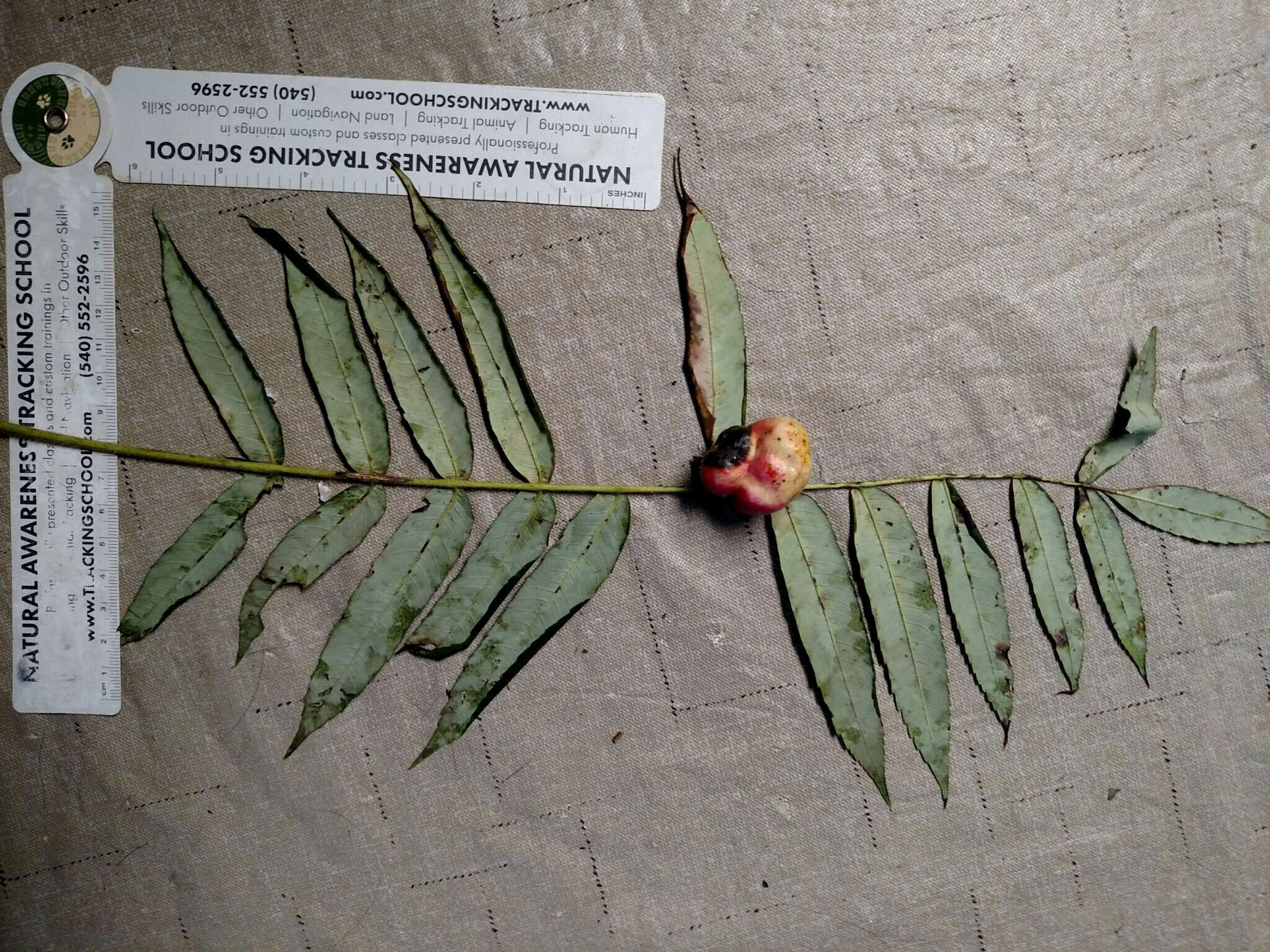 Image of Sumac Gall Aphid