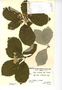Image of <i>Sorbus whiteana</i> T. C. G. Rich & L. Houston