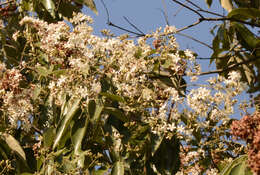 Image of Cordia trichotoma (Vell.) Arrab. ex Steud.