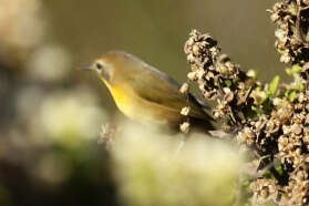 Geothlypis trichas (Linnaeus 1766) resmi