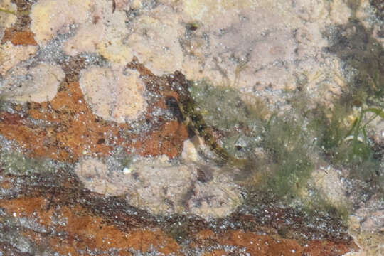 Image of Lipophrys