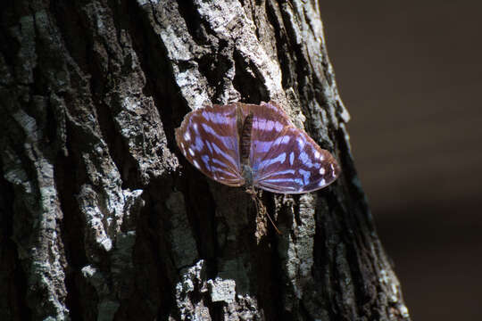 Image of Mexican Bluewing